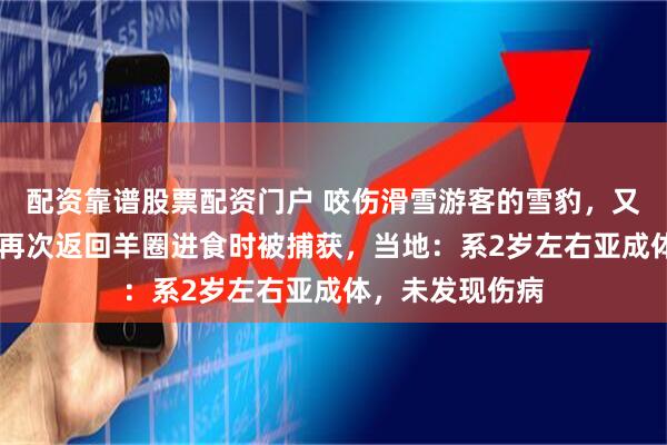 配资靠谱股票配资门户 咬伤滑雪游客的雪豹，又咬死35只羊！再次返回羊圈进食时被捕获，当地：系2岁左右亚成体，未发现伤病